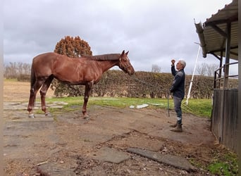 Pura sangre inglés, Caballo castrado, 8 años, 165 cm, Alazán