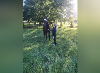 Pura sangre inglés, Caballo castrado, 8 años, 165 cm, Castaño