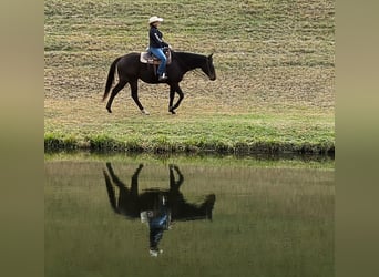 Pura sangre inglés, Caballo castrado, 8 años, 165 cm, Castaño rojizo
