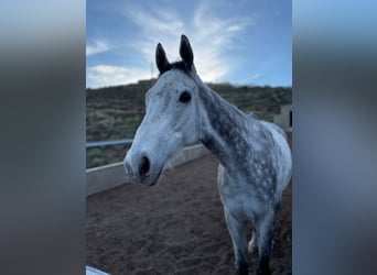 Pura sangre inglés, Caballo castrado, 8 años, 165 cm, Tordo rodado