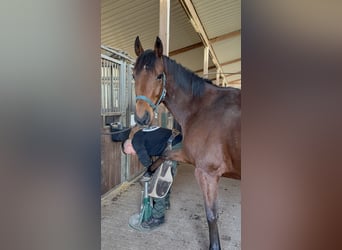 Pura sangre inglés, Caballo castrado, 8 años, 166 cm