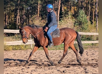 Pura sangre inglés, Caballo castrado, 8 años, 166 cm