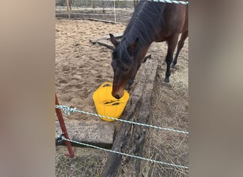 Pura sangre inglés, Caballo castrado, 8 años, 166 cm, Castaño