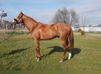 Pura sangre inglés, Caballo castrado, 8 años, 167 cm, Alazán