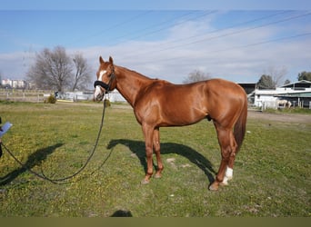 Pura sangre inglés, Caballo castrado, 8 años, 167 cm, Alazán