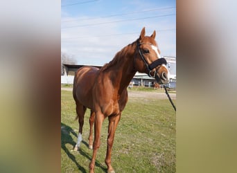 Pura sangre inglés, Caballo castrado, 8 años, 167 cm, Alazán