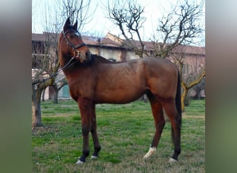 Pura sangre inglés, Caballo castrado, 8 años, 170 cm, Castaño