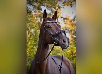 Pura sangre inglés, Caballo castrado, 8 años, 172 cm, Castaño