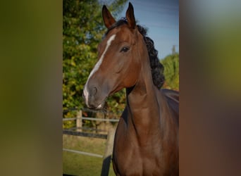 Pura sangre inglés, Caballo castrado, 8 años, 172 cm, Castaño