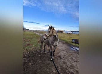 Pura sangre inglés, Caballo castrado, 9 años, 157 cm, Musgo