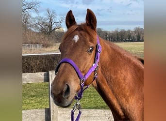 Pura sangre inglés, Caballo castrado, 9 años, 160 cm, Alazán