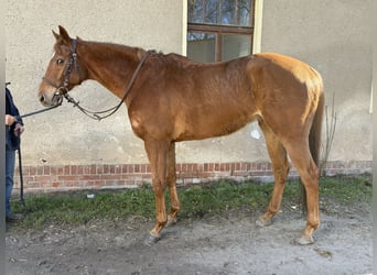 Pura sangre inglés, Caballo castrado, 9 años, 160 cm, Alazán