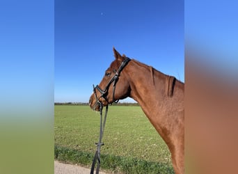 Pura sangre inglés, Caballo castrado, 9 años, 161 cm, Alazán