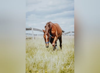 Pura sangre inglés, Caballo castrado, 9 años, 161 cm, Alazán