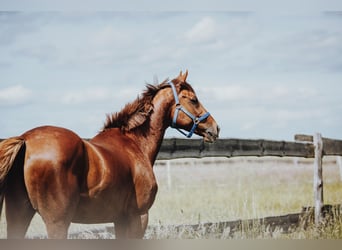 Pura sangre inglés, Caballo castrado, 9 años, 161 cm, Alazán