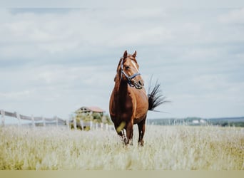 Pura sangre inglés, Caballo castrado, 9 años, 161 cm, Alazán