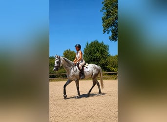 Pura sangre inglés, Caballo castrado, 9 años, 163 cm, Tordo