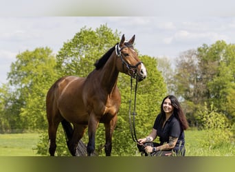 Pura sangre inglés, Caballo castrado, 9 años, 165 cm, Castaño