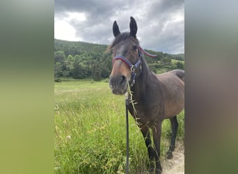 Pura sangre inglés, Caballo castrado, 9 años, 165 cm, Castaño rojizo