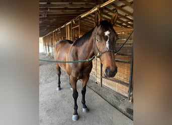 Pura sangre inglés, Caballo castrado, 9 años, 166 cm, Castaño rojizo