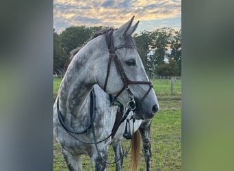 Pura sangre inglés, Caballo castrado, 9 años, 167 cm, Tordo rodado