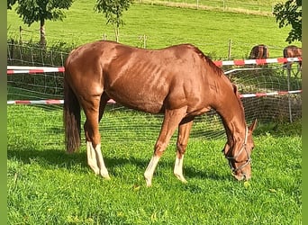 Pura sangre inglés, Caballo castrado, 9 años, Alazán