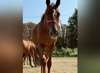 Pura sangre inglés, Semental, 1 año, Alazán-tostado