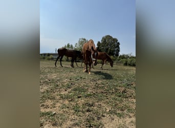 Pura sangre inglés, Semental, 1 año, Alazán-tostado