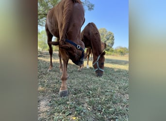 Pura sangre inglés, Semental, 1 año, Alazán-tostado