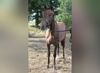 Pura sangre inglés, Semental, 1 año, Musgo
