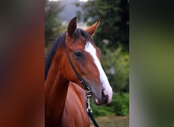 Pura sangre inglés, Semental, 2 años, 152 cm, Castaño