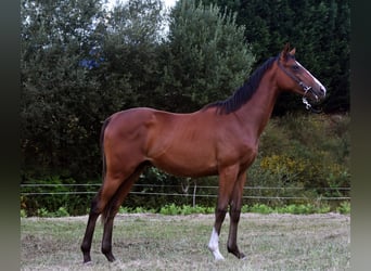 Pura sangre inglés, Semental, 2 años, 152 cm, Castaño
