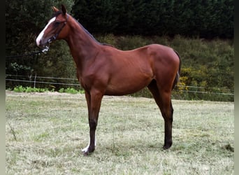 Pura sangre inglés, Semental, 2 años, 152 cm, Castaño