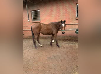 Pura sangre inglés, Semental, 3 años, 166 cm, Castaño