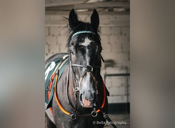Pura sangre inglés, Semental, 3 años, 170 cm, Tordillo negro