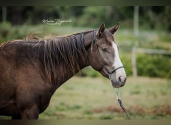 Pura sangre inglés, Semental, 3 años, Negro