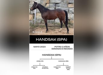 Pura sangre inglés, Semental, 6 años