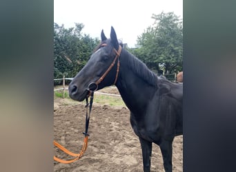 Pura sangre inglés, Semental, 7 años, 162 cm, Negro