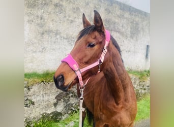 Pura sangre inglés, Yegua, 10 años, 160 cm, Castaño