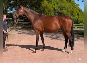 Pura sangre inglés, Yegua, 10 años, 168 cm, Castaño