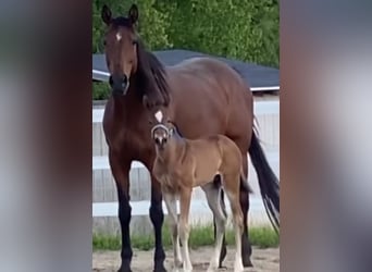 Pura sangre inglés, Yegua, 14 años, 163 cm, Castaño rojizo
