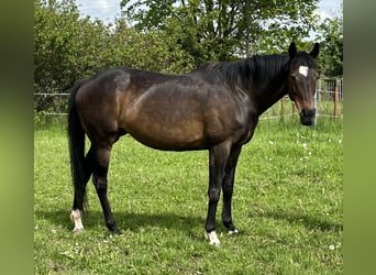 Pura sangre inglés, Yegua, 14 años, 164 cm, Castaño