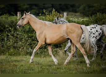 Pura sangre inglés, Yegua, 15 años, 162 cm, Palomino