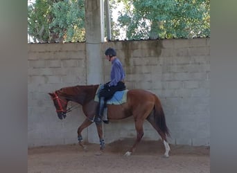 Pura sangre inglés, Yegua, 16 años, 164 cm