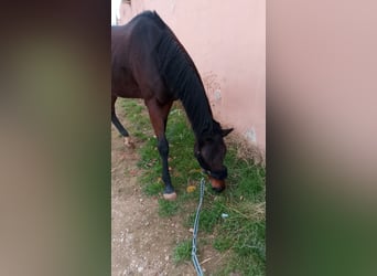 Pura sangre inglés, Yegua, 16 años, 167 cm, Castaño