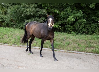 Pura sangre inglés, Yegua, 2 años, 160 cm, Castaño oscuro