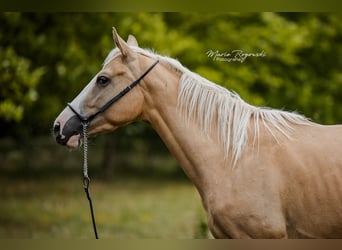 Pura sangre inglés, Yegua, 3 años, 156 cm, Palomino