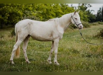 Pura sangre inglés, Yegua, 3 años, 157 cm, Cremello