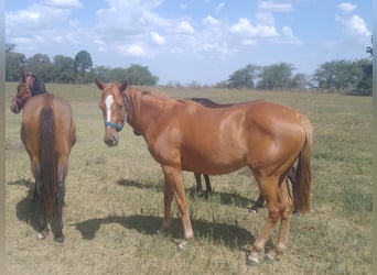 Pura sangre inglés, Yegua, 3 años, 160 cm, Alazán