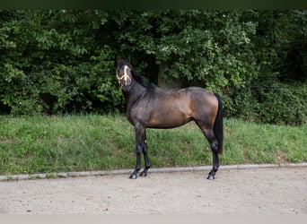 Pura sangre inglés, Yegua, 3 años, 160 cm, Castaño oscuro